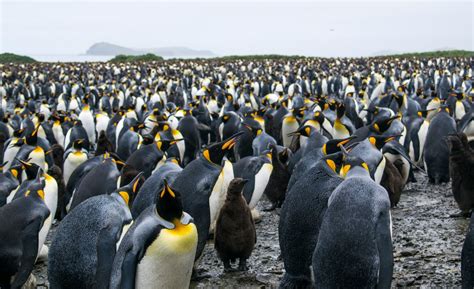 ‘Never before seen’ yellow penguin captured in a photo – The Hill