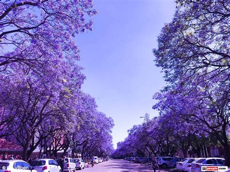 Jacaranda Tree Photos: Purple and White Blossoms in 'Jacaranda City ...