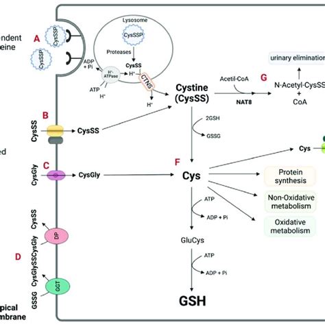 Cysteine supply and metabolic circuits for the renal epithelial ...