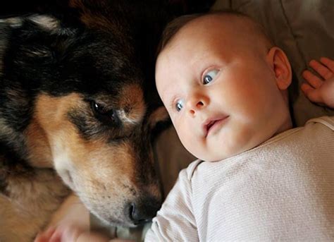 Is It Ok For A Dog To Lick A Newborn Baby