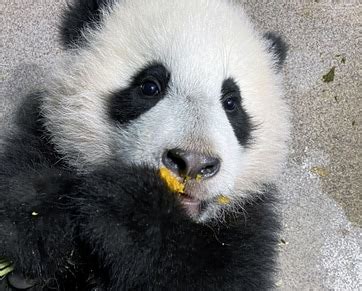 National Zoo’s panda cub is 25 weeks old on day that starts Lunar New Year - The Washington Post