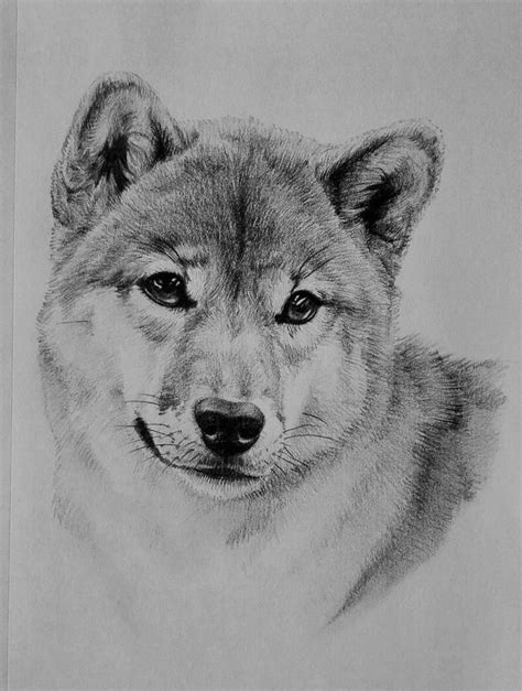 Shiba Inu by NataliVol4ica on DeviantArt | Hondentekening, Hond tekeningen, Honden