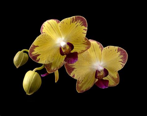 Yellow orchids stock image. Image of bloom, delicate - 18724005