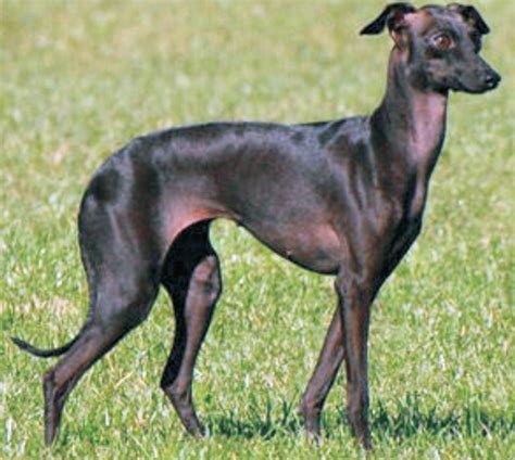 Italian Sighthound-Puppies and Dogs for Sale – Jelena Dogshows