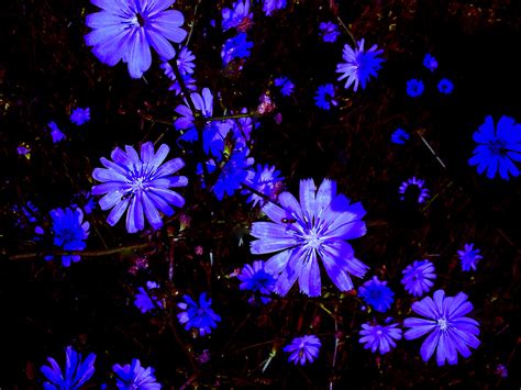 Chicory Flowers, Purple #1 Chicory, Roadside, Michigan, Purple, Plants, Flowers, Photography ...