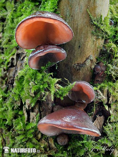 Auricularia auricula-judae Pictures, Jelly Ear Images, Nature Wildlife ...