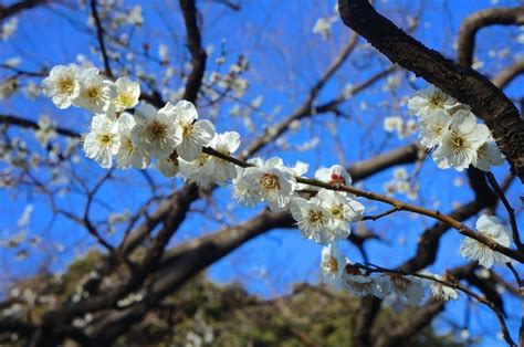 Spring, the Season of Flowers – Lakbayer