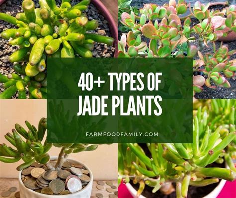 40+ Different Types Of Jade Plants (Crassula Ovata) With Pictures ...