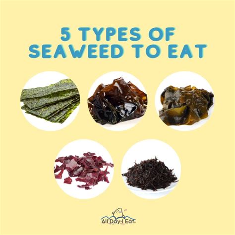 5 Types Of Seaweed To Eat (Delicious Varieties Perfect For Your Next Culinary Adventure)