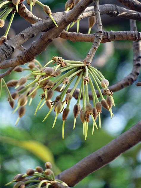 Mahua - A Keystone Tree