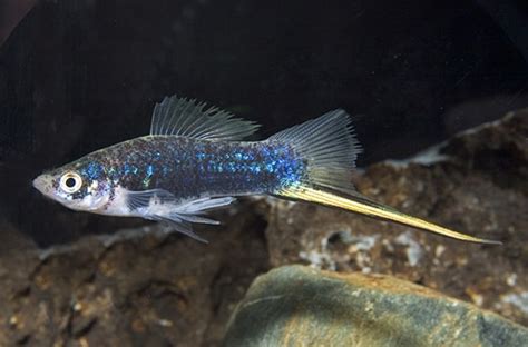 Black Swordtail REGULAR - Bluegrassaquatics.com