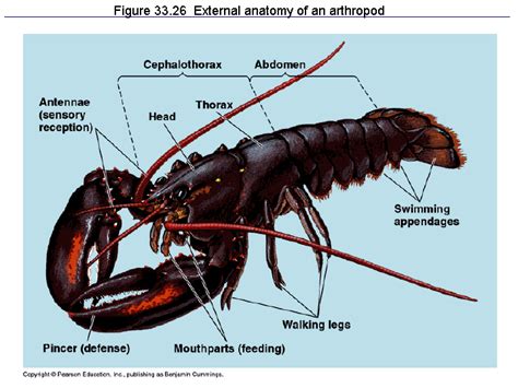 Figure 33.26 External anatomy of an arthropod