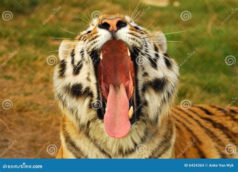 Yawning Tiger Stock Images - Image: 6434364