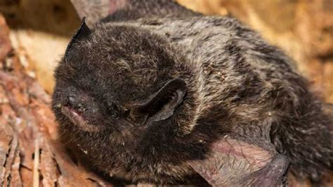 What types of bats are in Ohio and how bats affect the environment