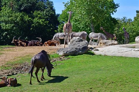 Zoo de Beauval : billets, tarifs et informations pratiques