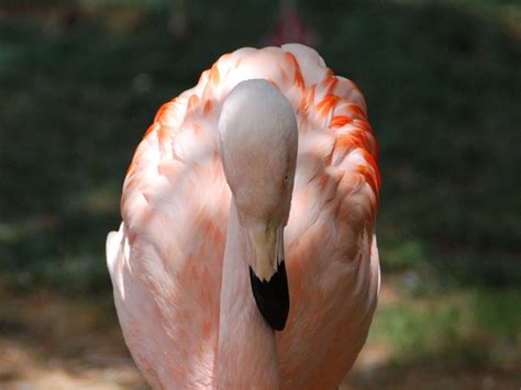 The Online Zoo - Chilean Flamingo