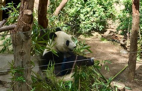 Californie, San Diego, zoo, Panda géant (Ailuropoda melano… | Flickr