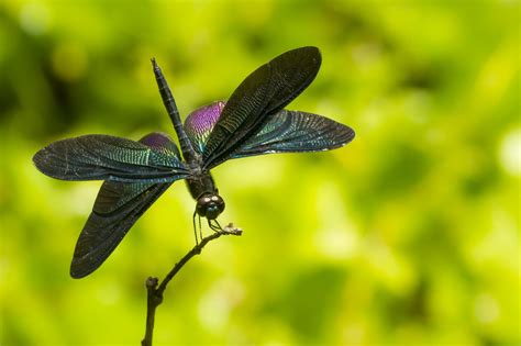 Black Dragonfly | Dragonfly, Fairytale aesthetic, Damselfly