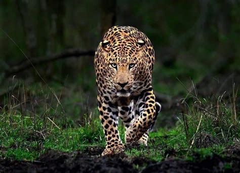 What Do Leopards Eat? (Diet & Facts)