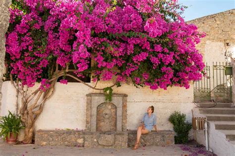 How to Grow and Care for Bougainvillea | Gardener’s Path