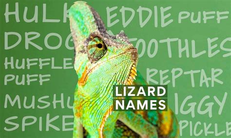 The Top 200 Lizard Names | BeChewy