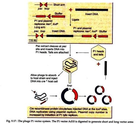 6 Main Types of Cloning Vectors | Biotechnology