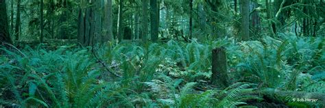 R0100 Ferns | Ferns growing in the old growth forest in Cath… | Flickr