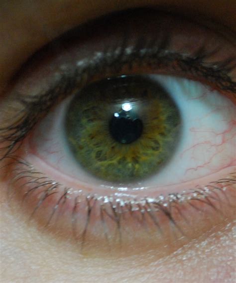 File:Hazel green eye close up.jpg