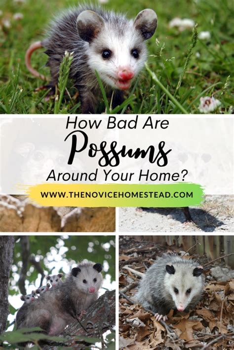 How To Get Rid Of Possums From Your Garden | Fasci Garden