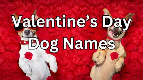 200+ Names for Valentine's Day Dogs (Cute, Funny, Unique, Creative, And More!)