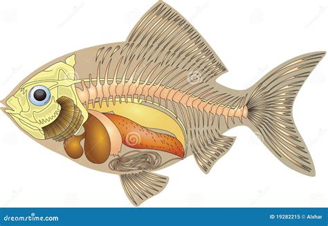 Anatomy of a fish stock illustration. Illustration of science - 19282215