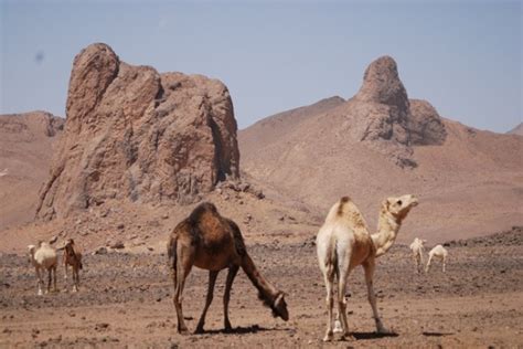 Animals That Live in the Desert