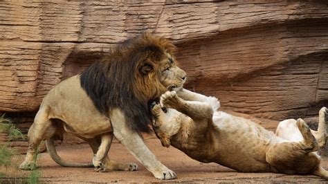 Do Lions Eat Other Lions? Oh, Really?!? – animalfoodplanet