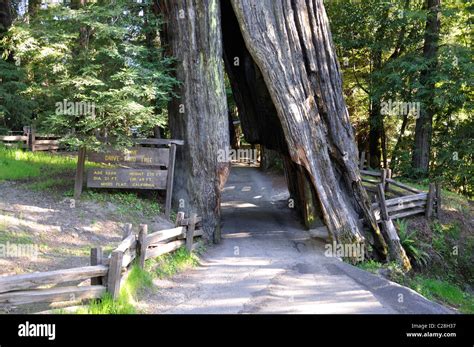 Drive thru redwood tree hi-res stock photography and images - Alamy