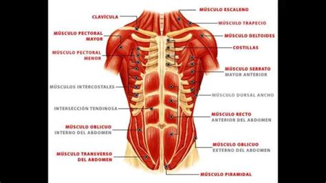 Musculos de la pared abdominal - YouTube