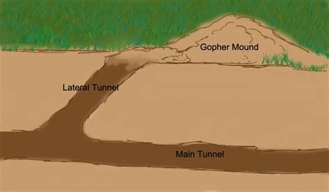 Gopher tunnels | Getting rid of gophers, Gopher, Gopher control