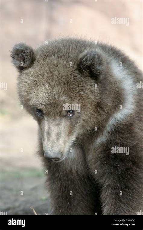 Cubs Grizzly Bear Cubs Stock Photo - Alamy