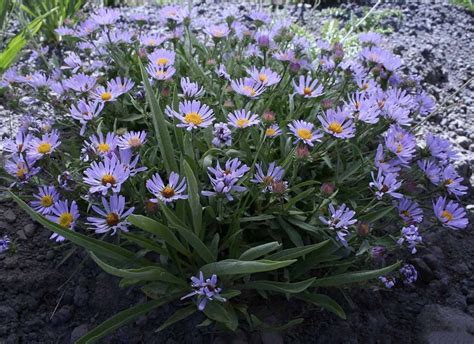 ASTER ALPINUS ~Blue Beauty~ "Aster Alpinus" Perennial SEEDS - Perennial Seeds