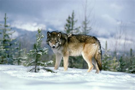 Gray Wolf Canis Lupus In Winter Snow Photograph by Animal Images - Pixels