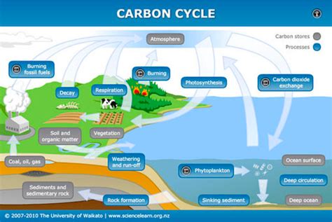 Solved CARBON CYCLE Carbon stores Atmosphere Processes | Chegg.com