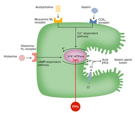 Medicamentos para la Acidez Gástrica | Concise Medical Knowledge