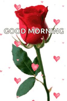 Good Morning Rose GIF - Good morning rose - Discover & Share GIFs