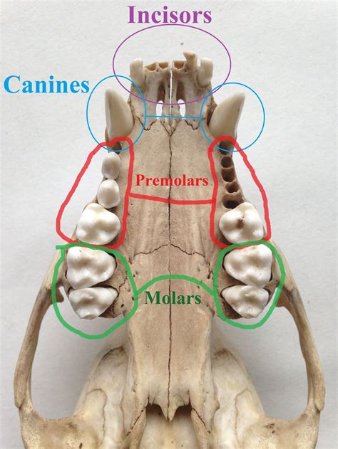 Omnivore Teeth Diagram