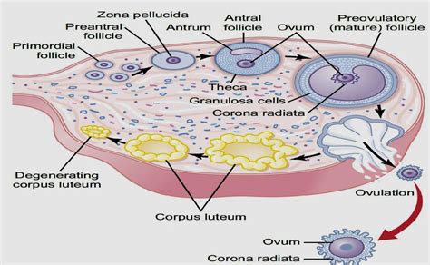 Ovarian Follicle Cycle