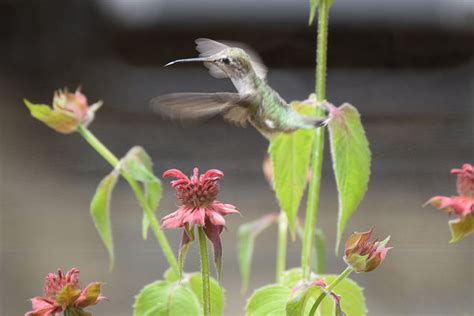 Best Hummingbird Food Recipe [with PHOTOS] >