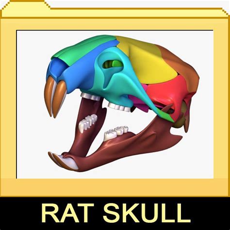 rat skull separated bones anatomy 3d max