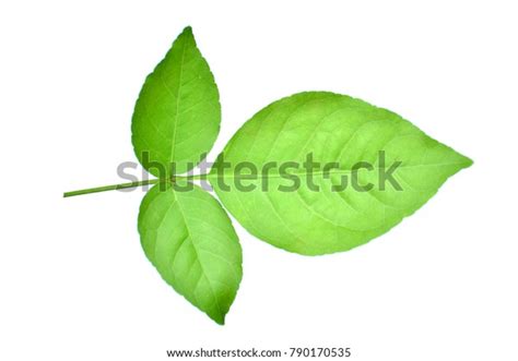 Aegle Marmelos Leaf Beal Leaves On Stock Photo 790170535 | Shutterstock