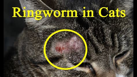 Ringworm in Cats - How To Treat Ringworm in Cats at Home Remedy - Helping Kittens with Ringworm ...