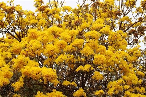 Tabebuia Aurea Flowers. 11902381 Stock Photo at Vecteezy