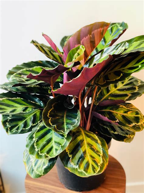 CALATHEA (MEDALLION)